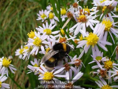 Bumblebee